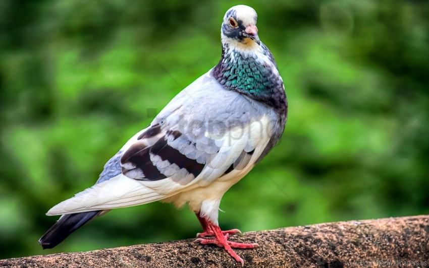 Bird Color Dove Feathers Wallpaper PNG Transparent Background