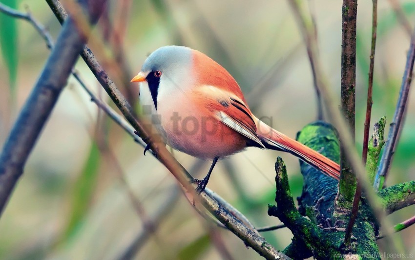 Bird Color Pretty Sit Wallpaper PNG Transparent Background