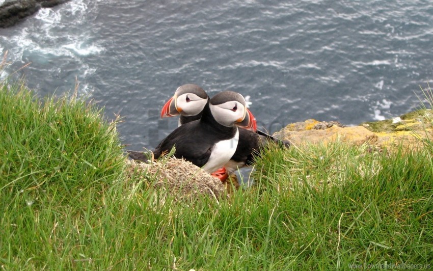 Bird Couple Grass Puffin Wallpaper PNG Transparent Background