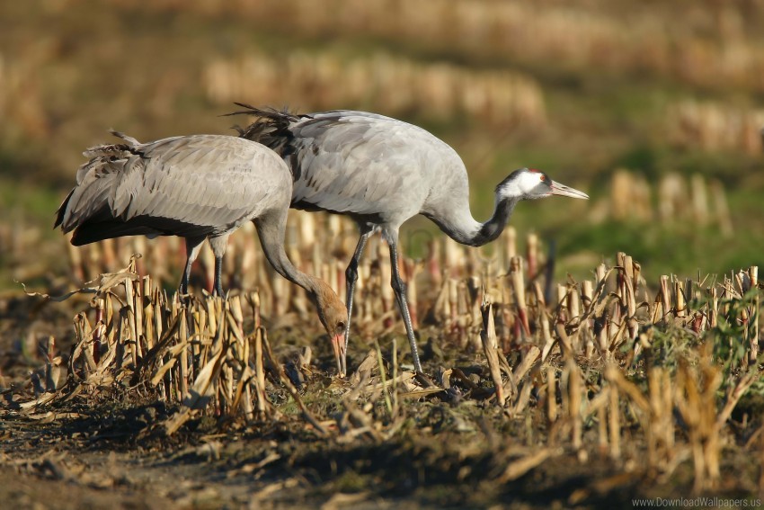 Bird Crane Grass Walk Wallpaper PNG Transparent Background