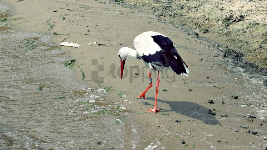 Bird Crane Shore Wallpaper PNG Transparent Background