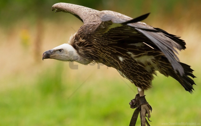 Bird Dangerous Eagle Predators Swing Wallpaper PNG Transparent Background