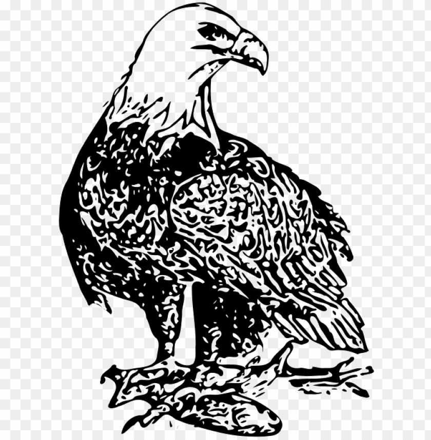 bald eagle, bald eagle head, american eagle, eagle globe and anchor, eagle silhouette, eagle