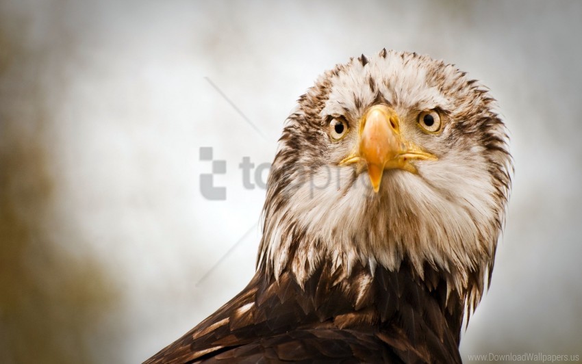 eagle, bird of prey, wildlife, nature, feathers, animal face, majestic birds