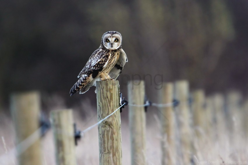 owl, bird watching, wildlife, nature photography, wild birds, animal behavior, outdoor scenery