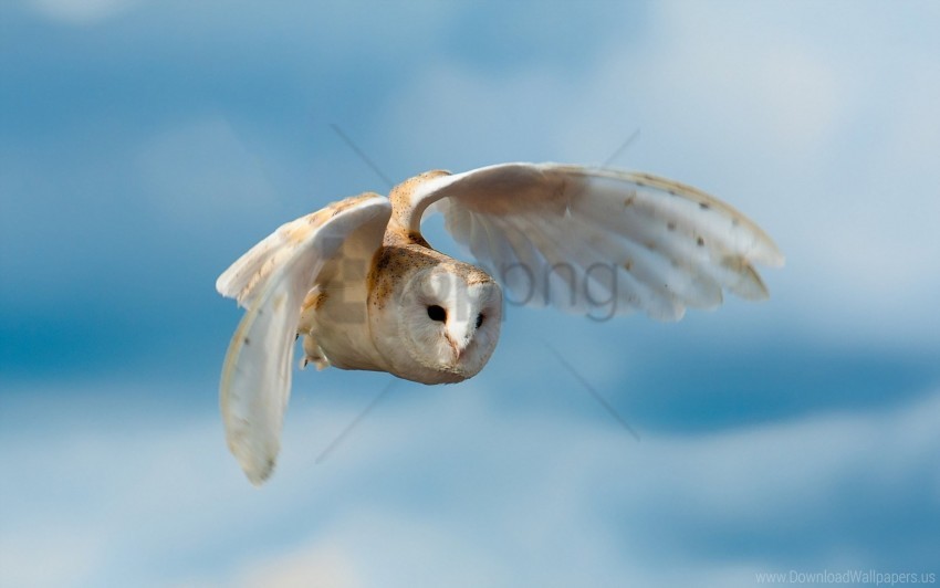 Bird Flight Nature Owl Sky Wallpaper PNG Transparent Background