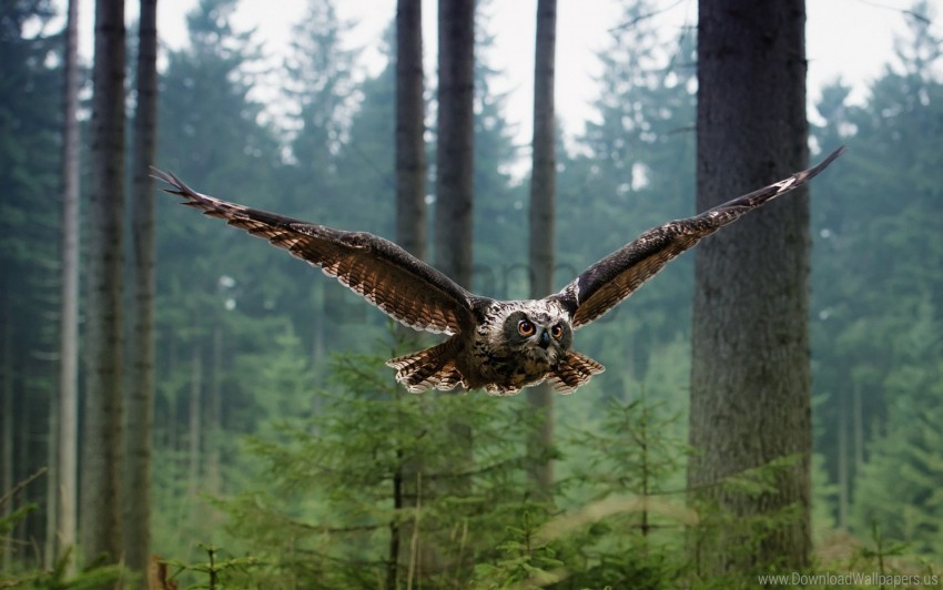 owl, bird of prey, forest, nature wildlife, flying animal, trees, wildlife photography