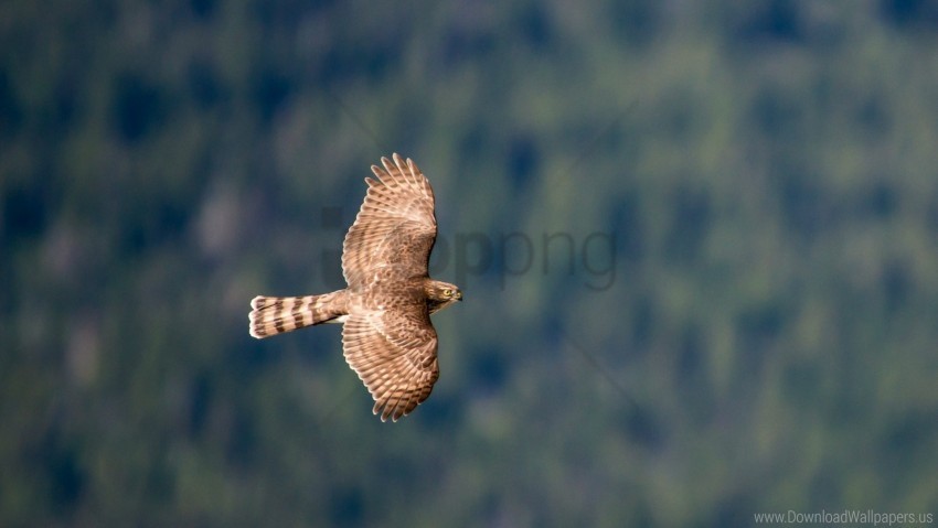 Bird Flying Hawk Predator Sky Wallpaper PNG Transparent Background