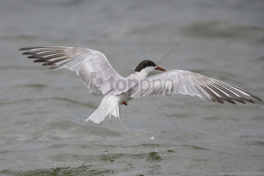 Bird Flying Seagull Water Wallpaper PNG Transparent Background