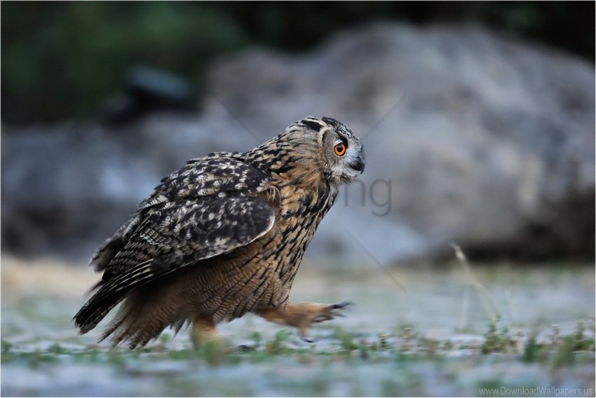 Bird Forest Owl Predator Walk Wallpaper PNG Transparent Background