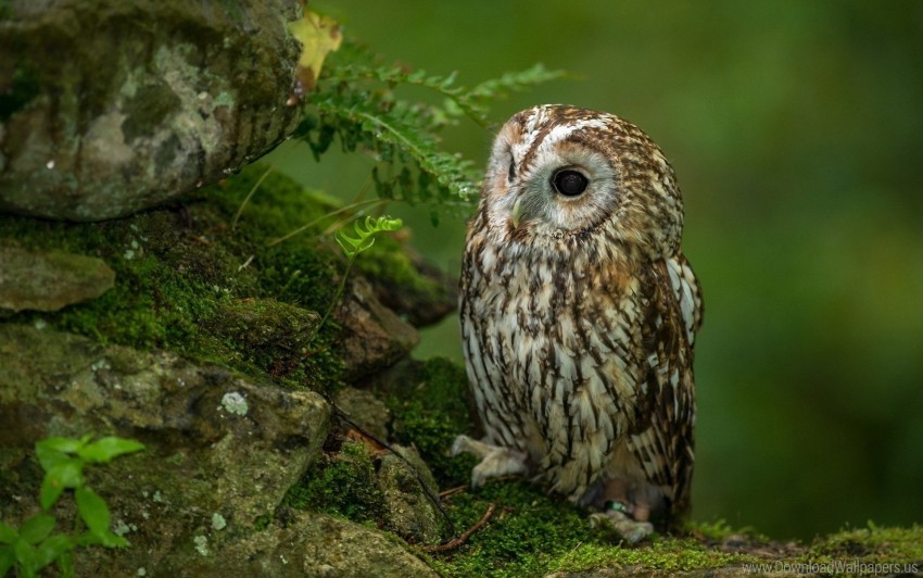 Bird Grass Hunting Owl Predator Sit Waiting Wallpaper PNG Transparent Background