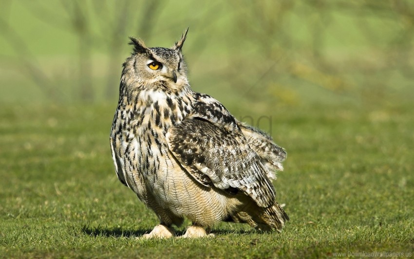 Bird Grass Owl Predator Wallpaper PNG Transparent Background