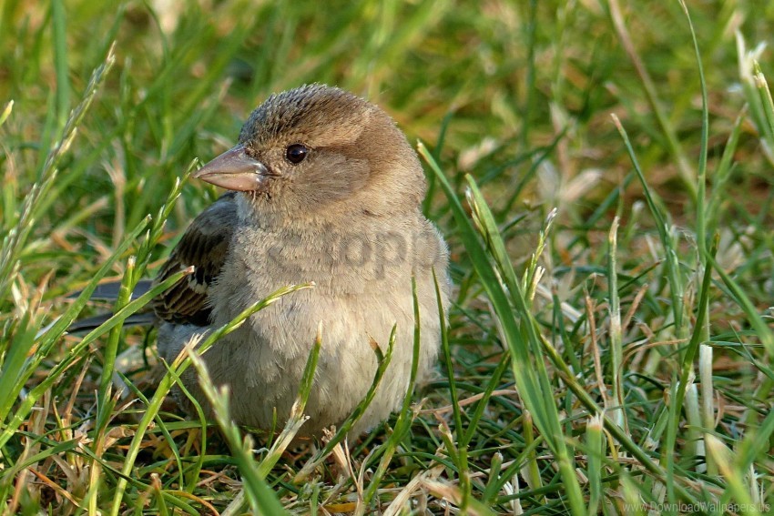 Bird Grass Sparrow Wallpaper PNG Transparent Background