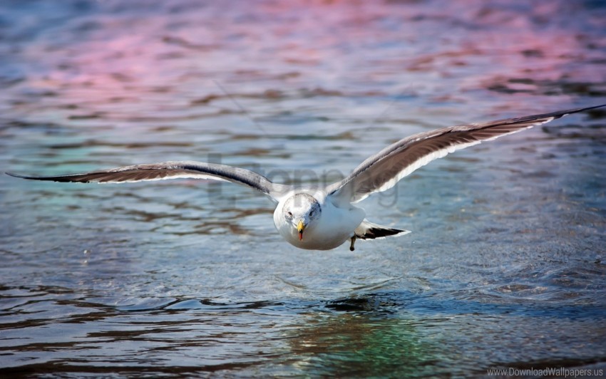 Bird Gull Sea Surface Wallpaper PNG Transparent Background