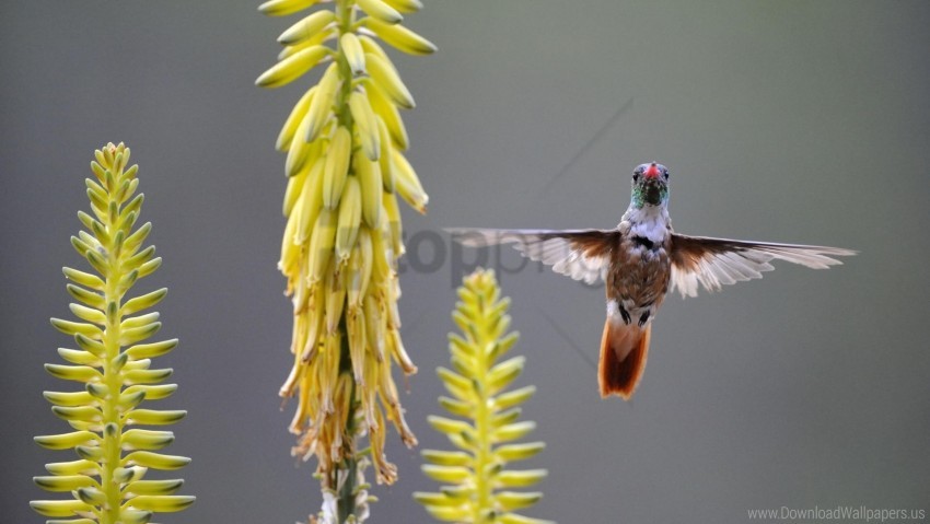 Bird Hummingbird Plant Swing Wallpaper PNG Transparent Background