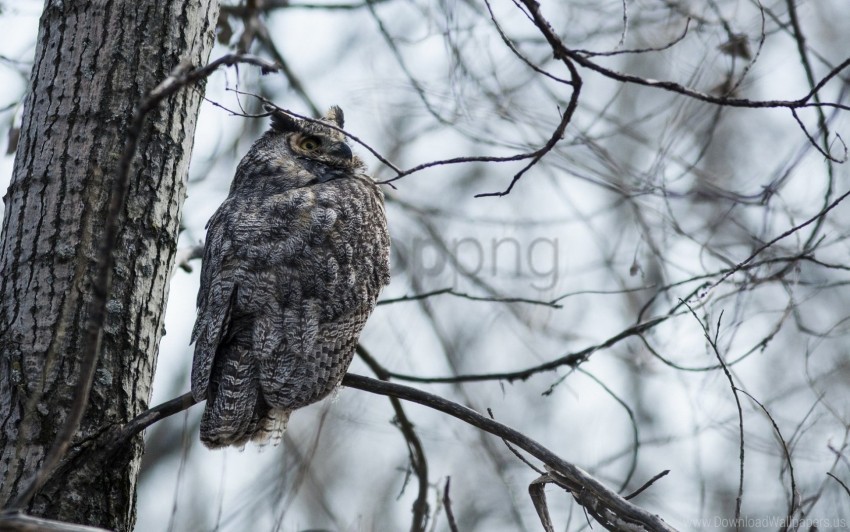 owl, bird, nature, wildlife, tree, branch, gray feathers