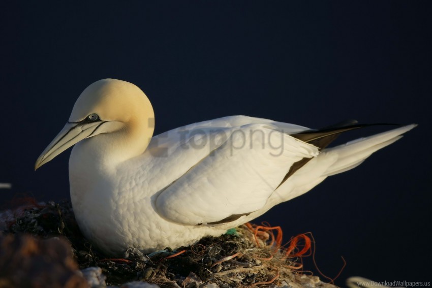 Bird Nest Seagull Wallpaper PNG Transparent Background