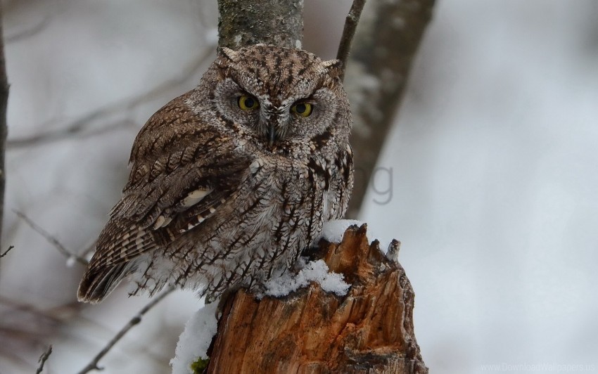 Bird Owl Predator Snow Wallpaper PNG Transparent Background