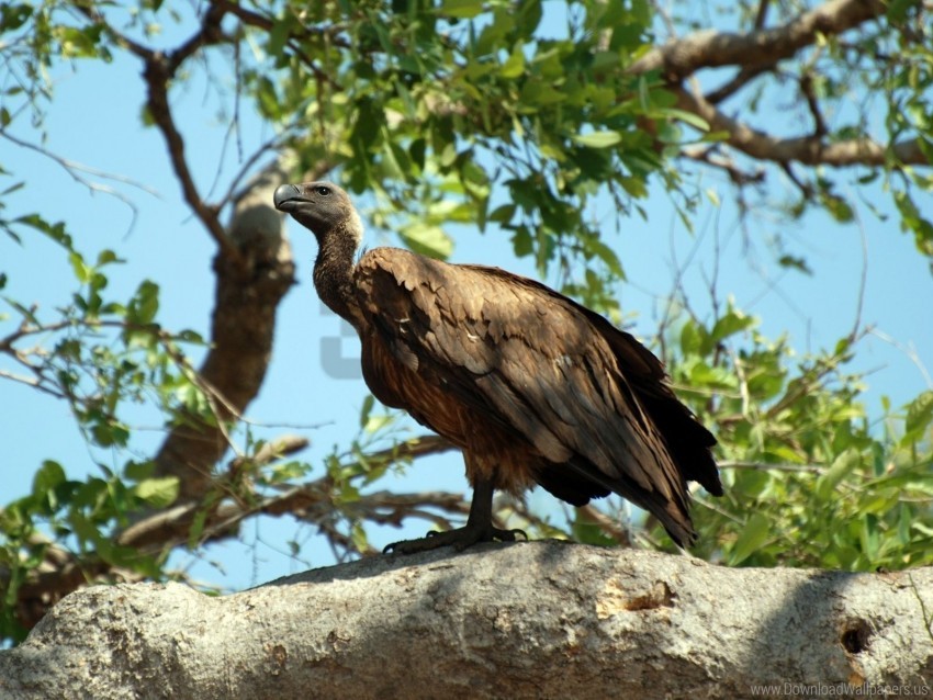 Bird Predator Sitting Vulture Wallpaper PNG Transparent Background