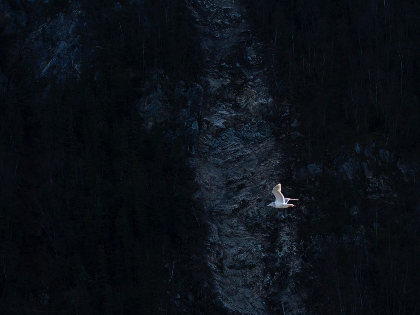 bird, seagull, flying, mountain, dark