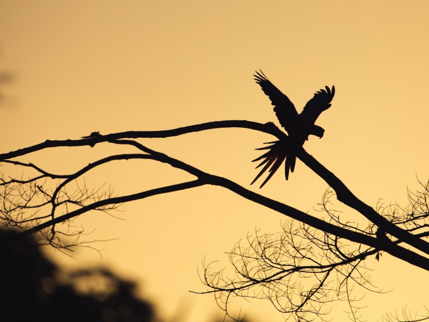 bird, silhouette, branch, tree, dark