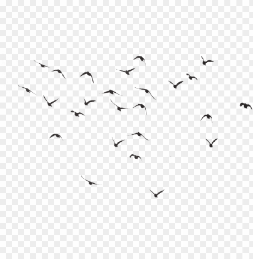 birds, sky, outdoor, group, pigeon, flock of birds, flight