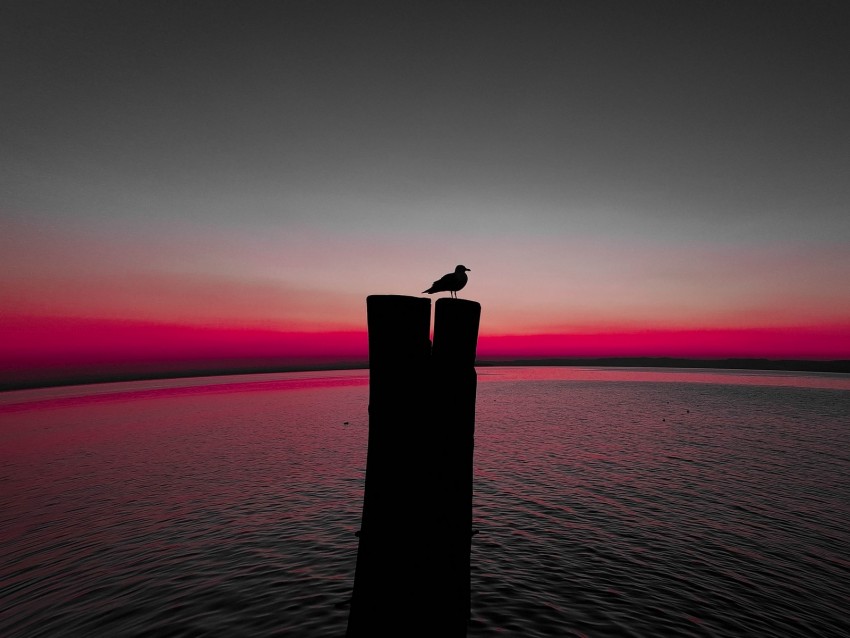 bird, silhouette, pillar, seagull, horizon, sea