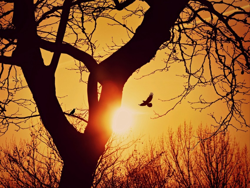 bird, silhouette, sunset, flight, branches, tree