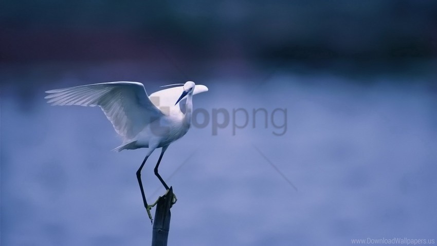 Bird Sit White Wings Wallpaper PNG Transparent Background