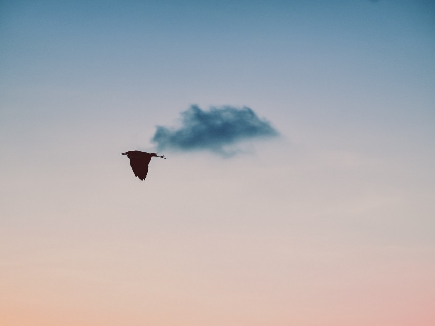 Bird Sky Flight Twilight Sunset Background