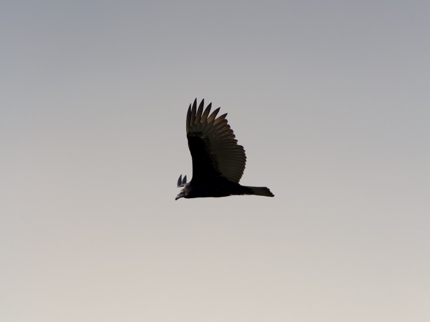 bird, sky, flight, wings, soars, predator, wildlife