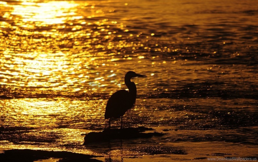 heron, silhouette bird, golden sunset, tranquil water, nature photography, wildlife, scenic landscape