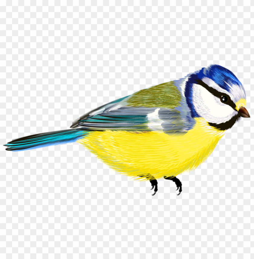 birds png ,bird