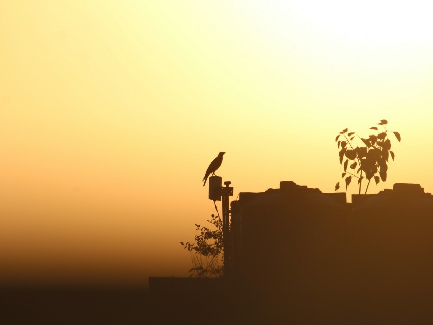 bird, twilight, outline, raven, sunset, shadows