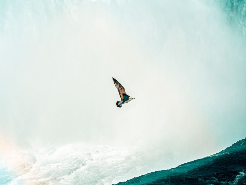 bird, waterfall, water, spray, height