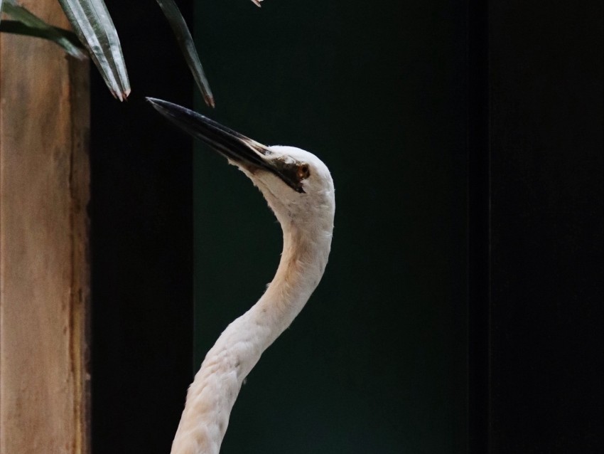 bird, white, feathered, feathers