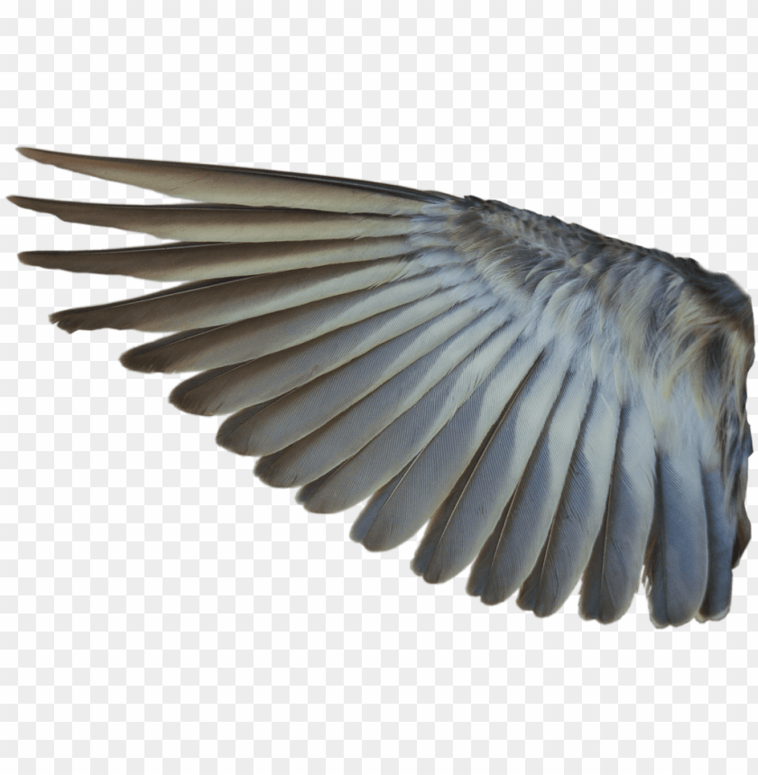 Bird Wings - Bird Wing PNG Transparent Background