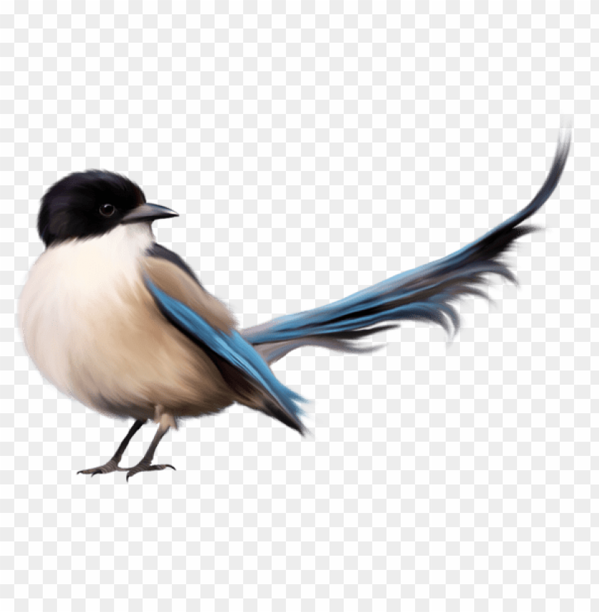 birds png ,bird