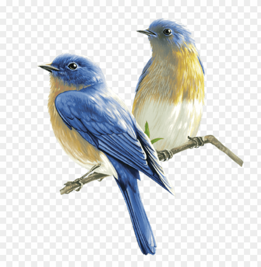 Two blue and orange songbirds perched on branches PNG