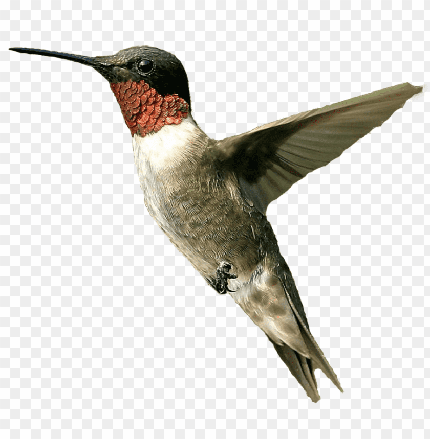 A colorful hummingbird hovering with wings spread PNG