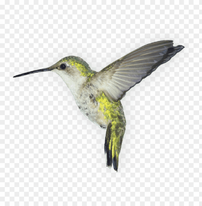 Colorful hummingbird in mid-flight with outstretched wings PNG