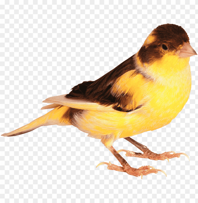 A yellow and brown bird standing on two legs PNG