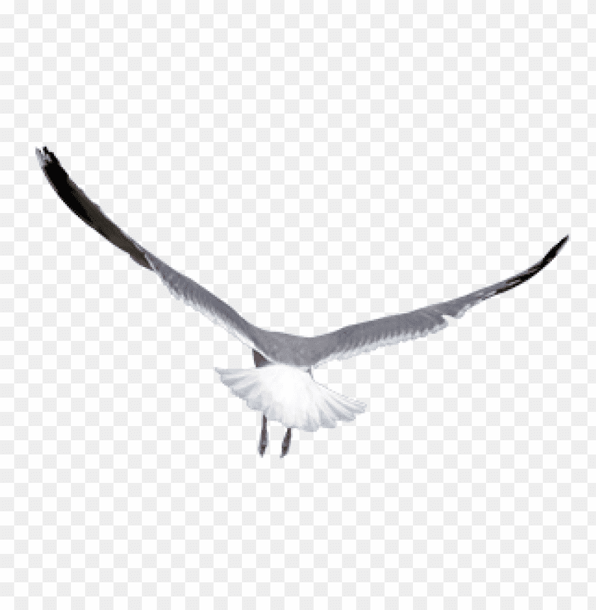 A seagull in flight with wings spread wide against a transparent background PNG