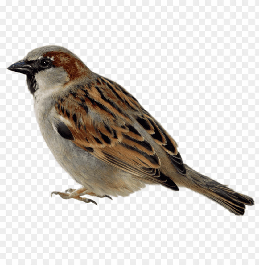 Side view of a sparrow with brown and gray plumage on a transparent background PNG