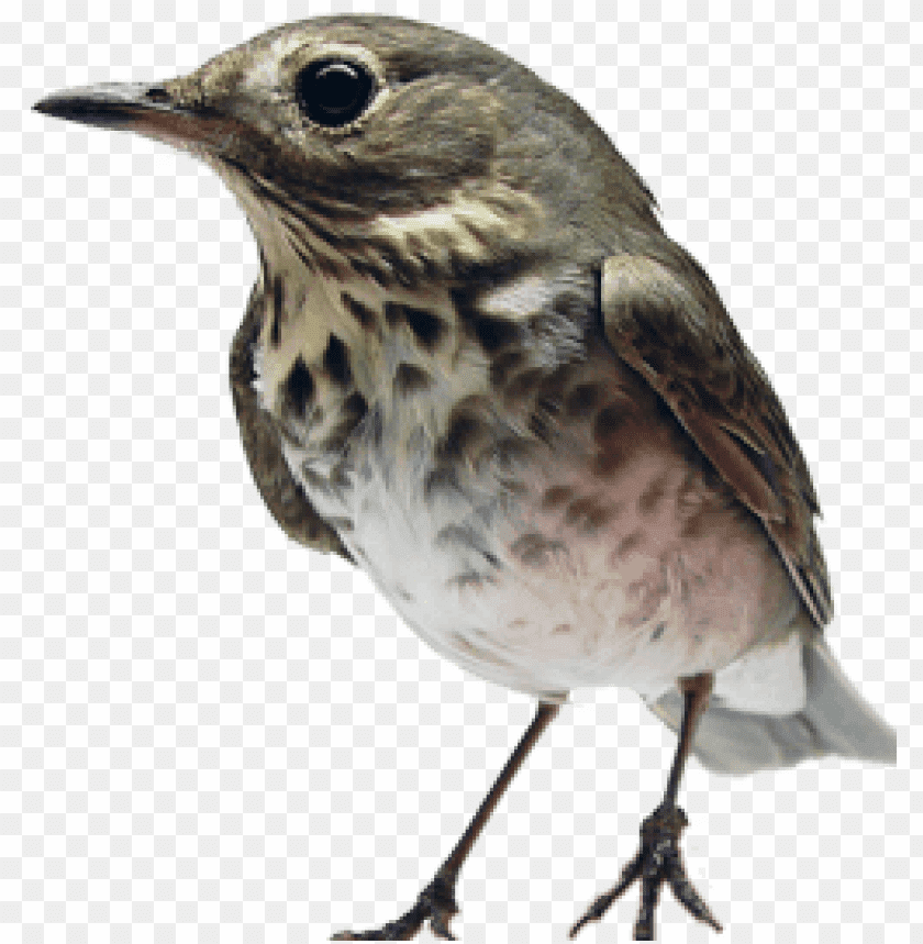 A songbird standing on a surface with a light-colored background PNG