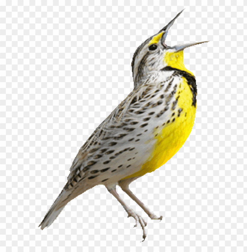 A singing yellow and gray bird perched and calli PNG