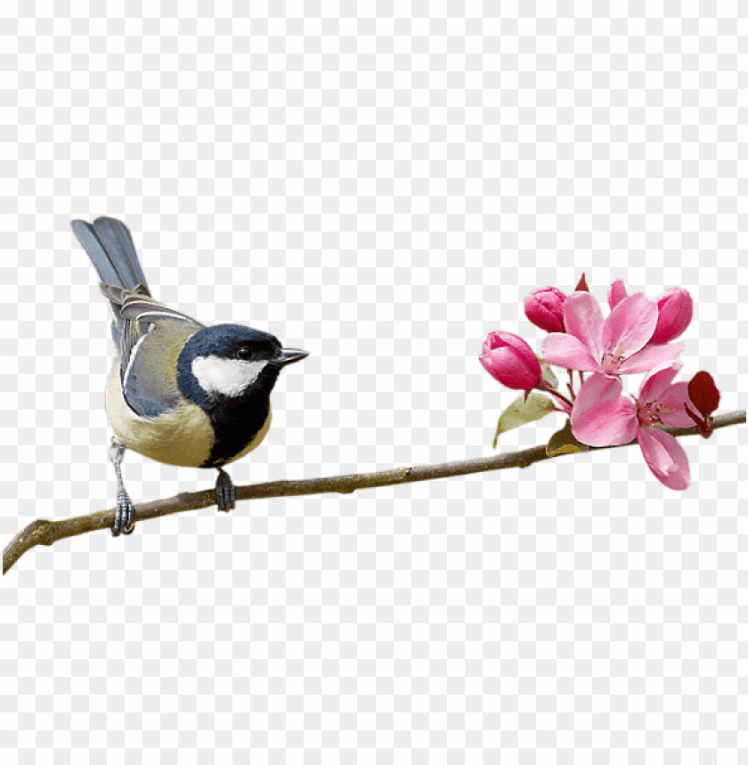 A bird perched on a branch with pink flowers blooming nearby PNG