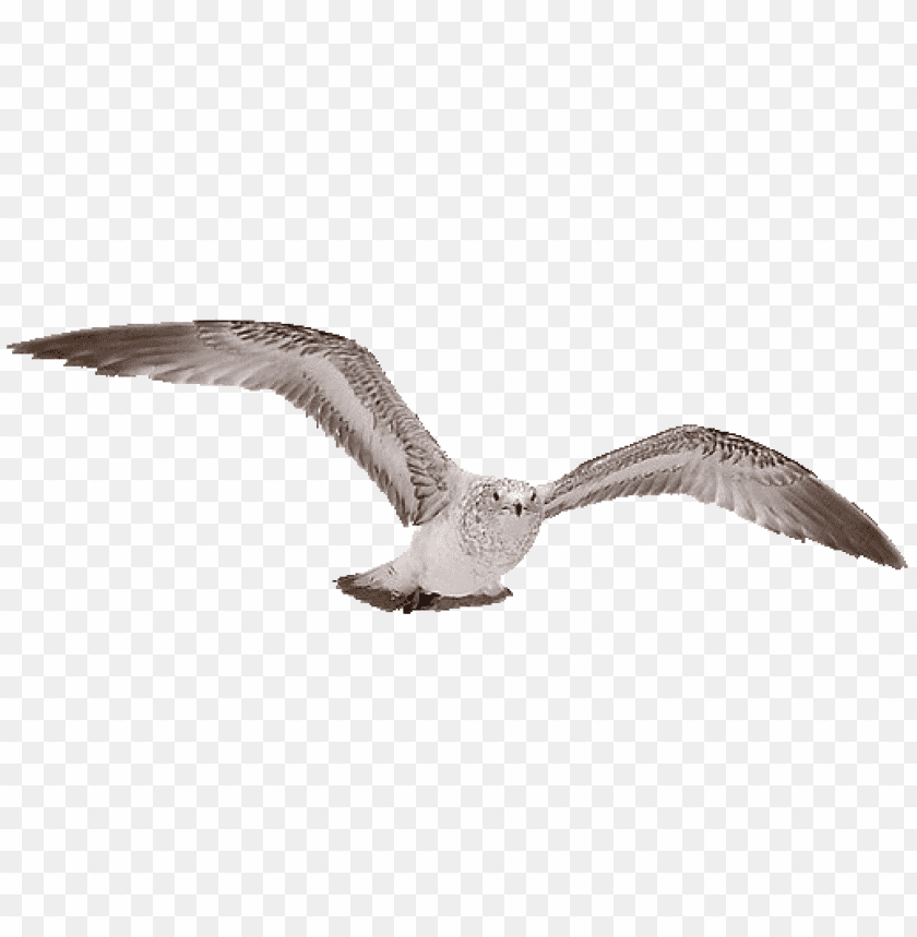 A soaring bird with outstretched wings in flight against a transparent background PNG