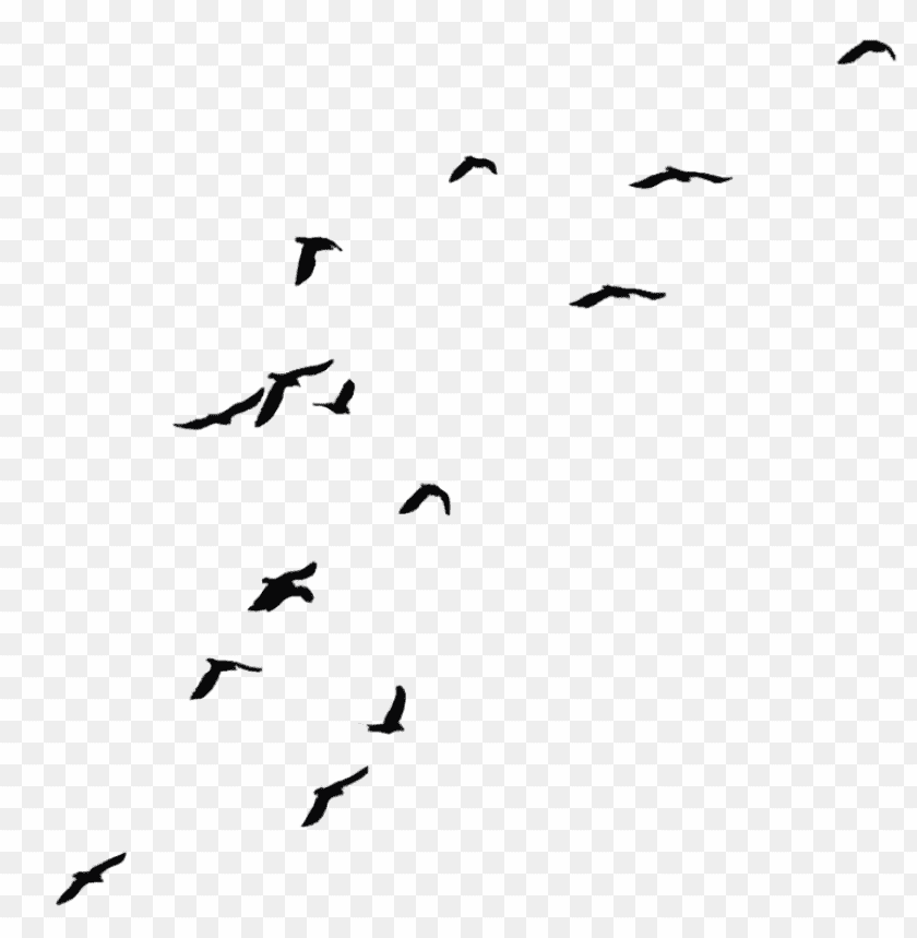 Silhouettes of flying birds in a clear sky PNG