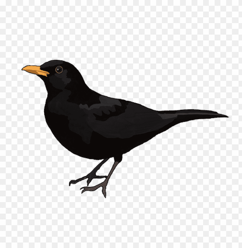 Illustration of a black bird with an orange beak and dark feathers PNG